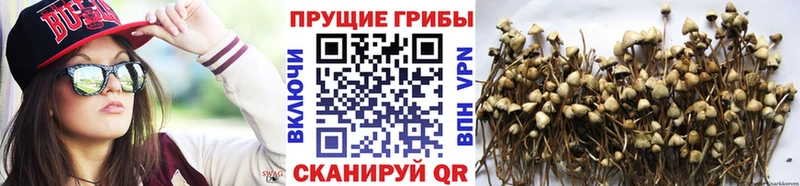 Псилоцибиновые грибы Magic Shrooms  Лянтор 